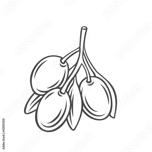 Olive sprig vegetable outline vector icon, drawing monochrome illustration. Healthy nutrition, organic food, vegetarian product.