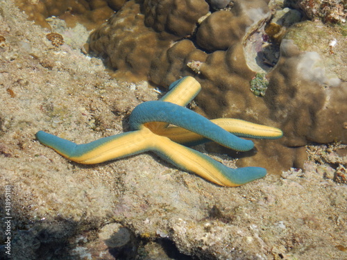 浜辺のヒトデ