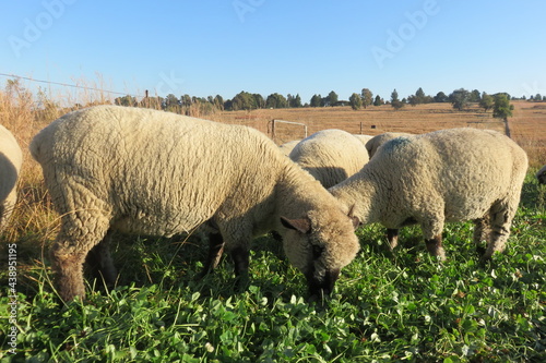 A closeup photograph of sheep eating clover in a plantation field at sunrise in South Africa during the winter season