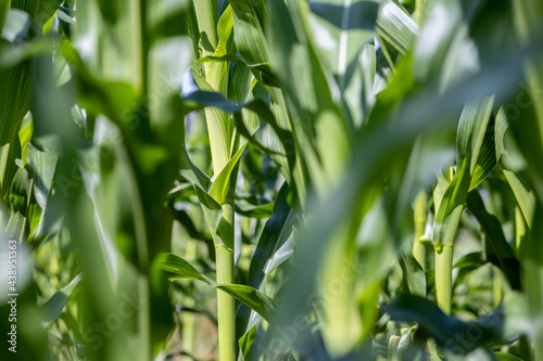 stem of a wheat plant