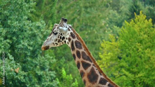 Photography giraffe, animal, mammal, safari, long