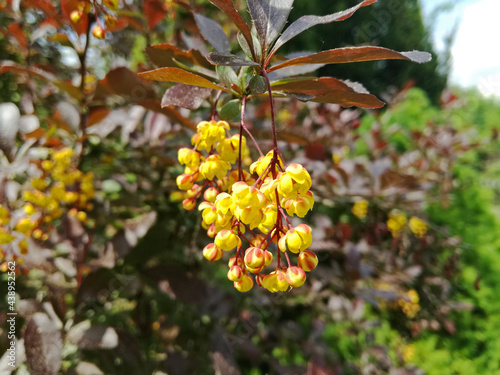 Yellow flowering garden bush with red or brown leaves. Tiny yellow blossoms on bush branch, close up view with blur background.