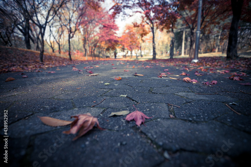 가을공원 산책 일상풍경