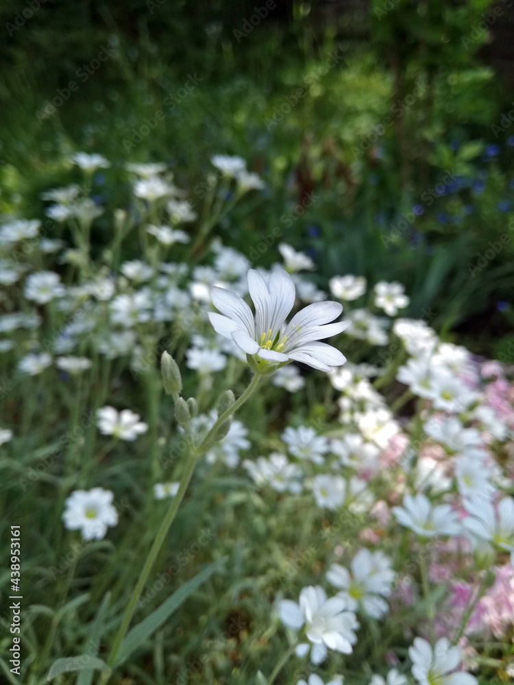 Close up view of simple white tiny flower, grass, garden background. Close up view of simple white tiny flower, grass, garden background.