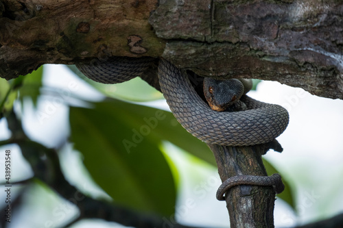 Photography Mangrove pit viper found in Singapore