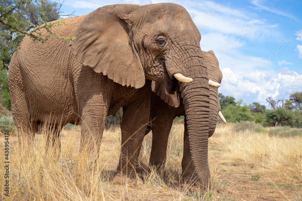 Fototapeta premium Two African Bush Elephants in the grassland of Etosha National Park