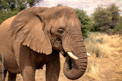 African Bush Elephant in the grassland of Etosha National Park