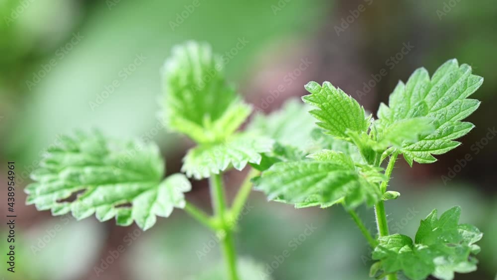 Close-up 4K video of green young nettles in nature Close-up 4K video of green young nettles in nature