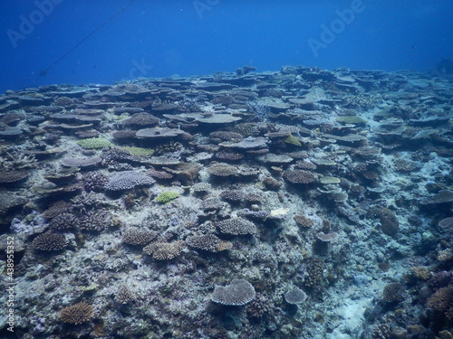 沖縄の海でダイビング中に見かけた青い海にあたり一面の珊瑚礁