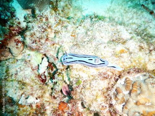 沖縄の海でダイビング中に見かけた綺麗で可愛いミゾレウミウシ