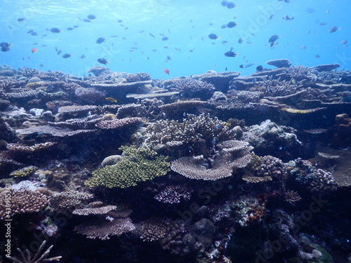 沖縄の海でダイビング中に見かけた青い海とお魚さん達とあたり一面の珊瑚礁