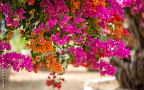 Fotografía Chinese triangle plum bonsai full of colorful, beautiful and splendid flowers