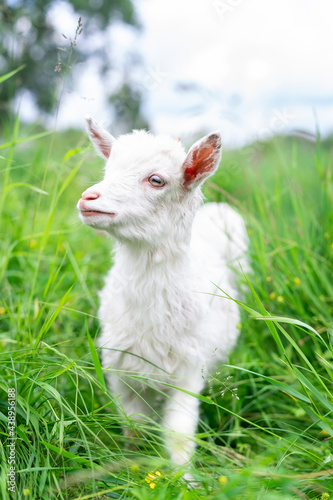 goat on grass...