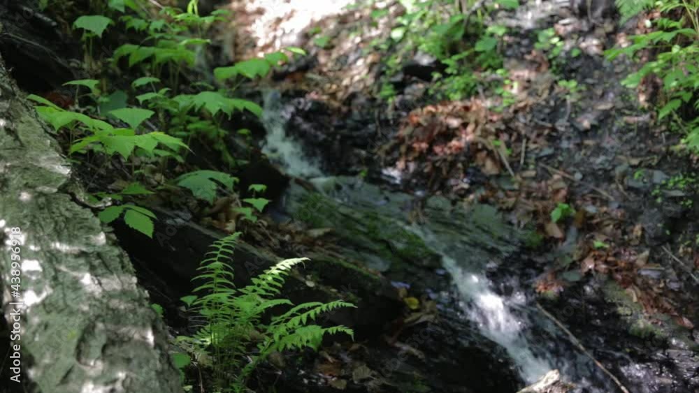 A forest stream trickles down a stone chute. The living sound of nature. A forest stream trickles down a stone chute. The living sound of nature.
