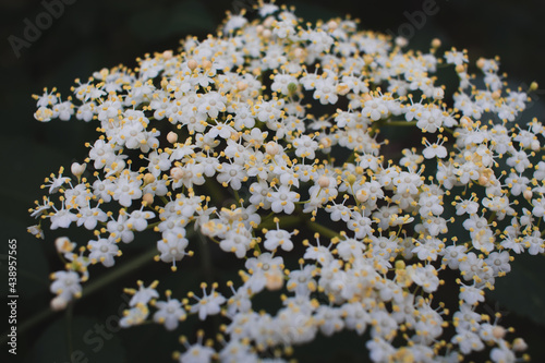 A white flower growing in the forest