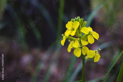 A flower growing in the forest