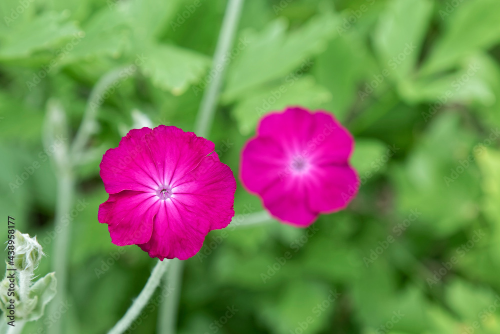 Spring - a beautiful purple wild flower. Spring - a beautiful purple wild flower.