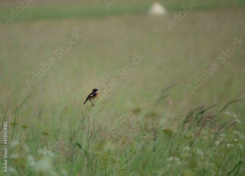 male stonechat surveying and chatting with all in the meadow around him © Martin