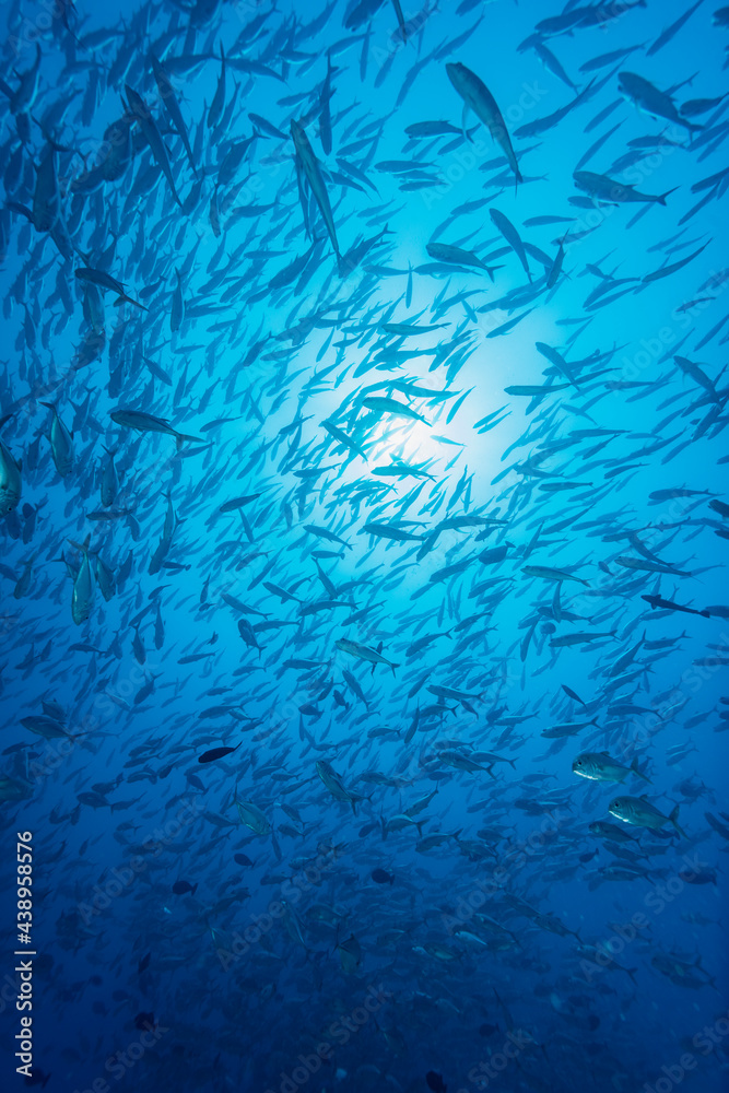 Bigeye trevally (Caranx sexfasciatus) school in Maldives Bigeye trevally (Caranx sexfasciatus) school in Maldives