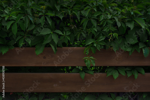 Bench in ivy leaves, a dark background from large leaves. Bench in the park.
