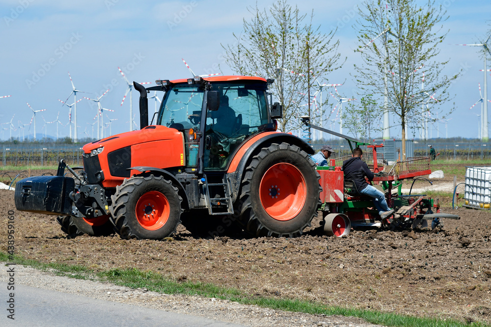 Austria, Agriculture, planting grapevine Austria, Agriculture, planting grapevine