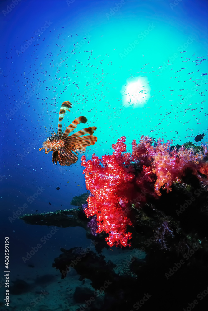 A lionfish swims through red soft corals on the reef with sunlight as background in the underwater nature. Concept of the integrity of the sea nature. A lionfish swims through red soft corals on the reef with sunlight as background in the underwater nature. Concept of the integrity of the sea nature.
