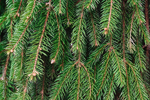 Close up of pine tree  texture. Background.Christmas concept.