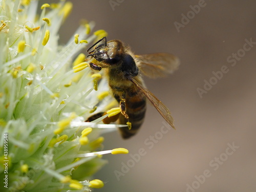 bee on yellow flower © Василь Федорів