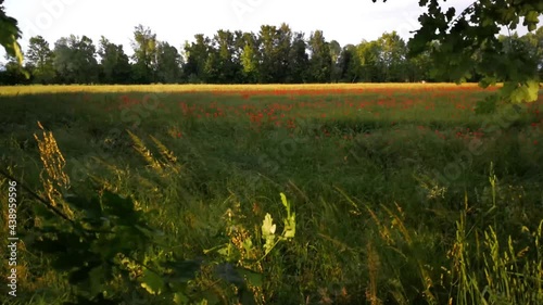 Countryside background with poppy field