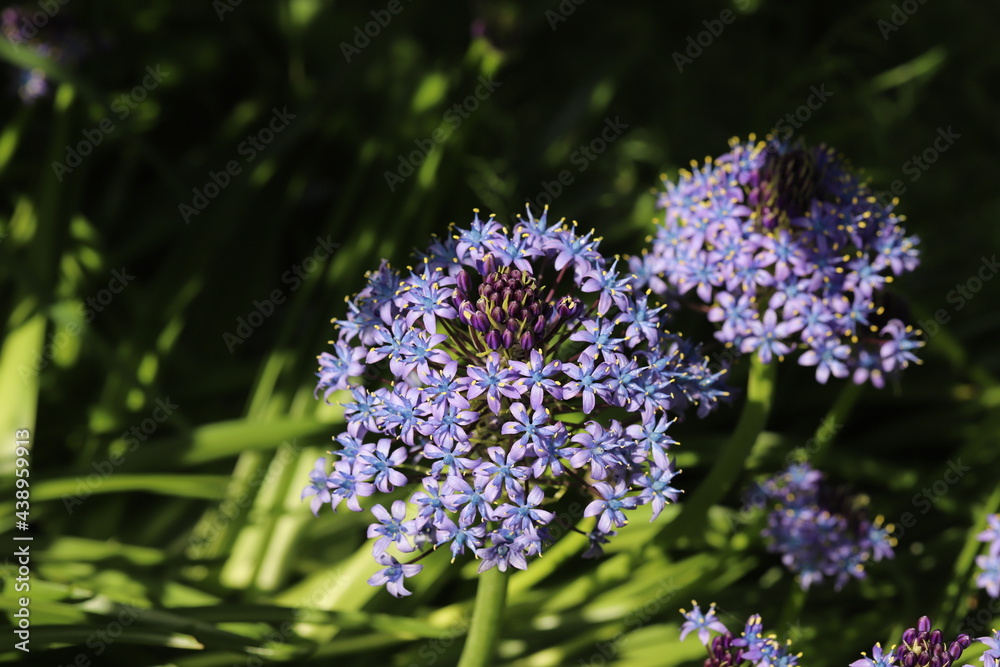 Obraz premium 春の公園に咲くオオツルボの花