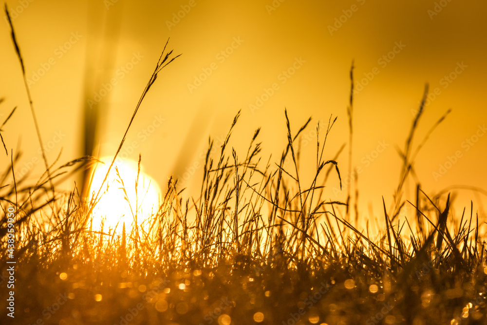 Fototapeta premium Wschód słońca na stawach