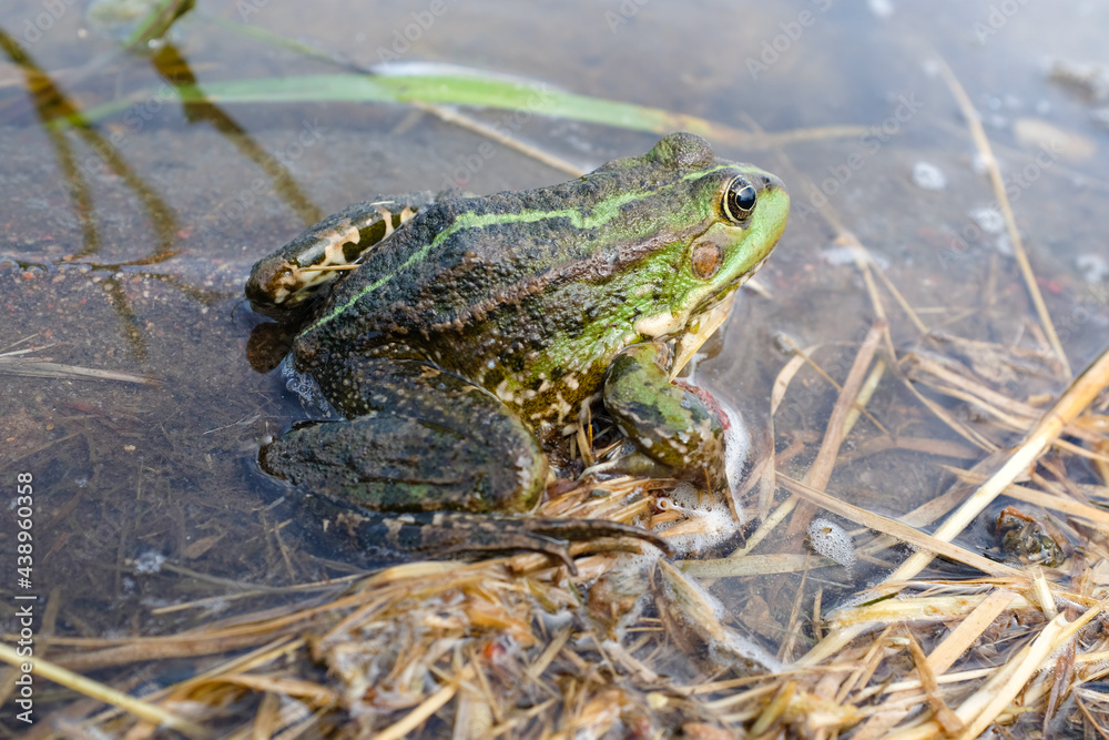 Fototapeta premium Lake frog (Pelophylax lessonae), marsh frog (Pelophylax ridibundus), edible frog (Pelophylax esculentus) in the pond. The green frog is hiding in the water.