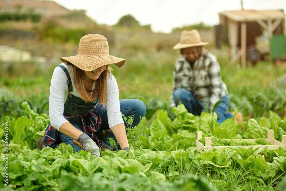 Anonymous multiracial harvesters picking green lettuce on plantation