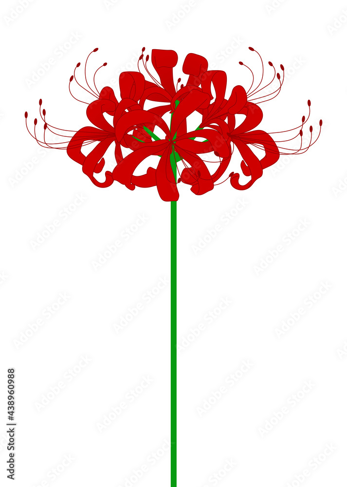 赤の彼岸花のイラスト Stock Vector Adobe Stock