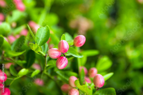 Fresh mango yawn lime booing or bengal currant, christs thorn or carunda or karonda sour fruit in thailand.