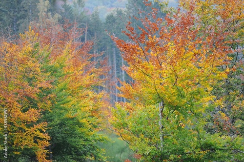 Les arbres color  s en Auvergne-Rh  ne-Alpes Puy-de-D  me France 