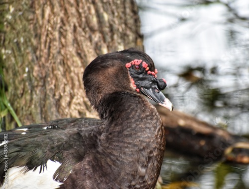 Black Muscovy Duck at the Point-a-Pierre Wildfowl Trust, Trinidad