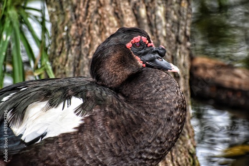 Black Muscovy Duck at the Point-a-Pierre Wildfowl Trust  Trinidad