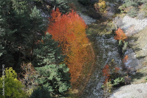 Les arbres en Savoie France