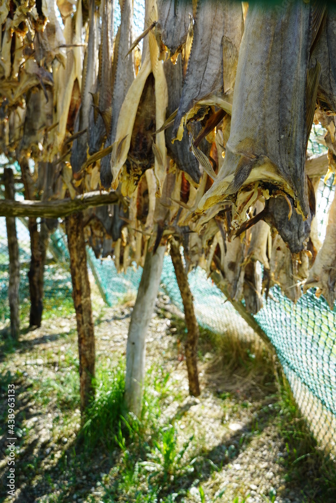 Arctic stockfish hanging in sunny weather. fish in North of norway Arctic stockfish hanging in sunny weather. fish in North of norway