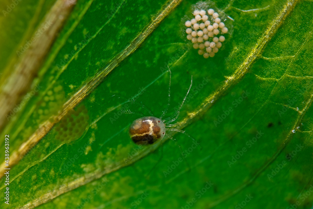 Freshwater mite and eggs on waterweed plant leaf