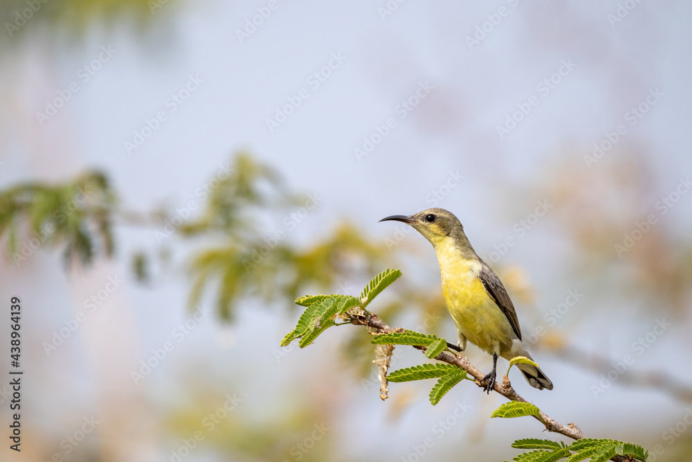 Fototapeta premium olive baked sunbird
