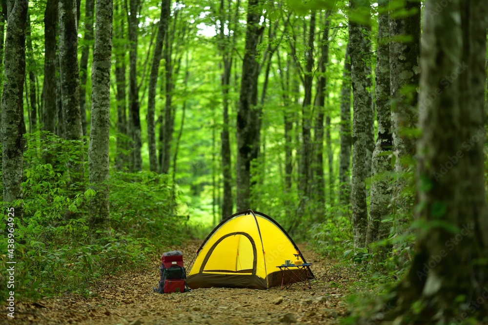 新緑の森のキャンプ				
