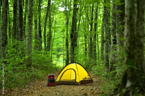 新緑の森のキャンプ 