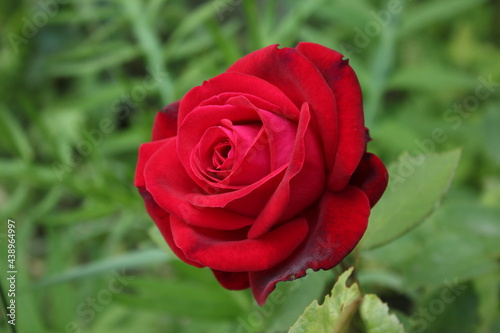 red rose in garden