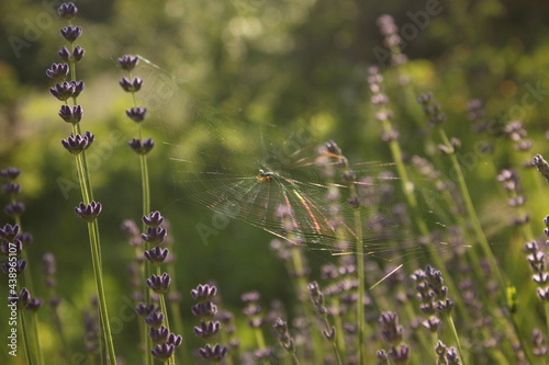 lavender in the field © Филипп Бабенко