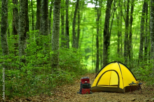 新緑の森のキャンプ 