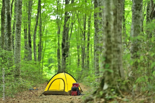 ブナの森のキャンプ 