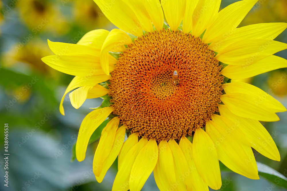 Obraz premium Blue skies and sunflowers