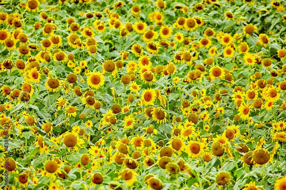 Blue skies and sunflowers Blue skies and sunflowers